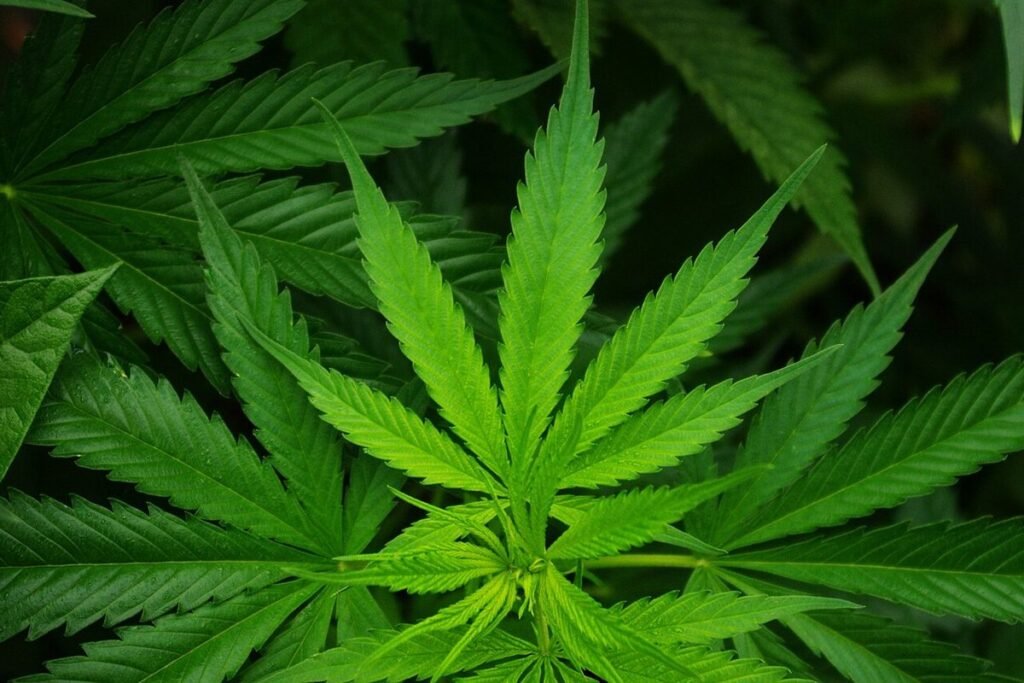 Feuille de cannabis en gros plan