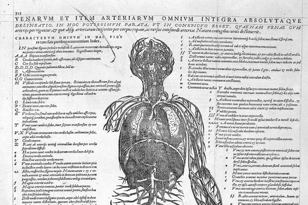 Planche de Vésale montrant le cœur, les artères et les veines du tronc